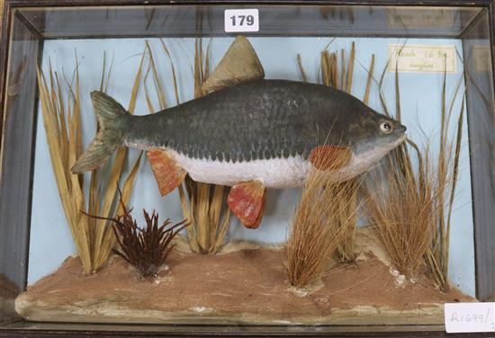 A taxidermic roach, in display case, width 52cm